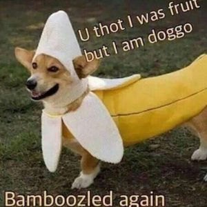 Bananadoggo.jpg